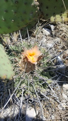 Thelocactus rinconensis