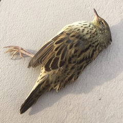 Locustella lanceolata