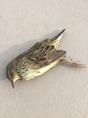 Locustella lanceolata