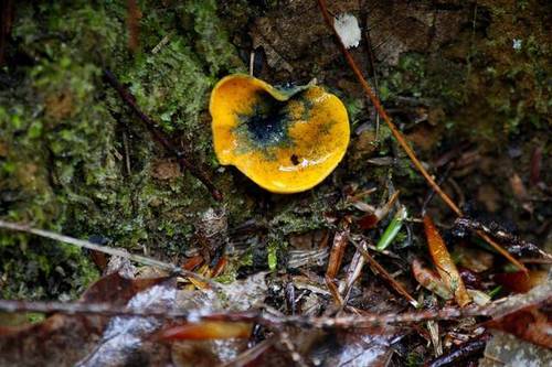 Spring Orange Peel Fungus