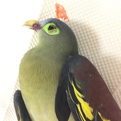 Treron curvirostra