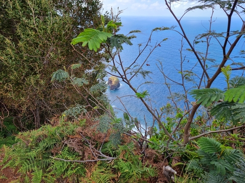 Paraserianthes lophantha