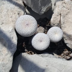 Epithelantha ilariae