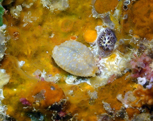 Cypraea nucleus observed 2011-11-14