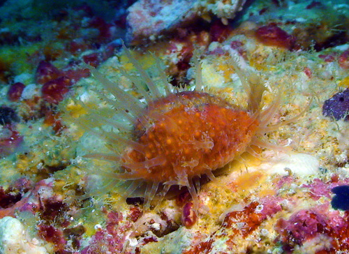 Cypraea nucleus observed 2012-04-30