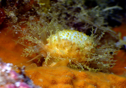 Cypraea nucleus observed 2014-03-24