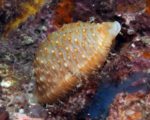 Cypraea nucleus observed 2015-04-18