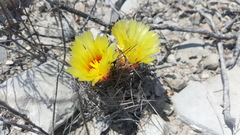 Astrophytum capricorne