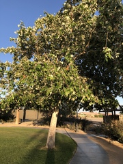 Platanus