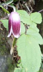 Clematis japonica