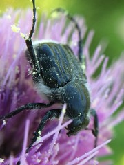 Trichiotinus texanus