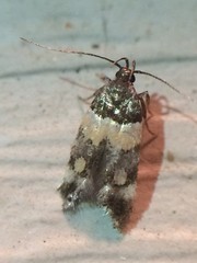 Triclonella determinatella