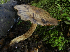 Cortinarius cuphomorphus