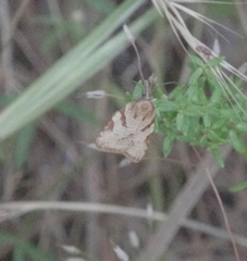 Sparganothis senecionana