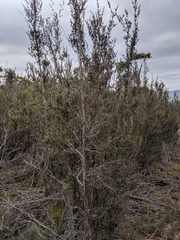 Leptospermum glaucescens