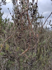 Leptospermum glaucescens