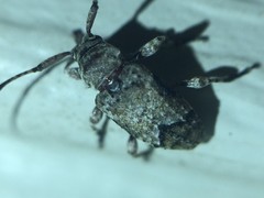 Sternidius mimeticus