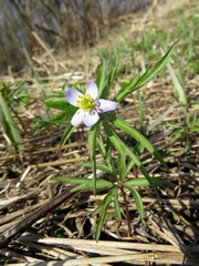 Anemonoides caerulea