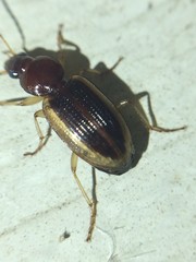 Agonum pallipes