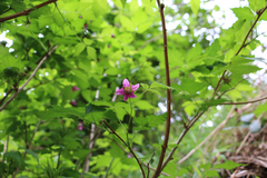 Rubus spectabilis