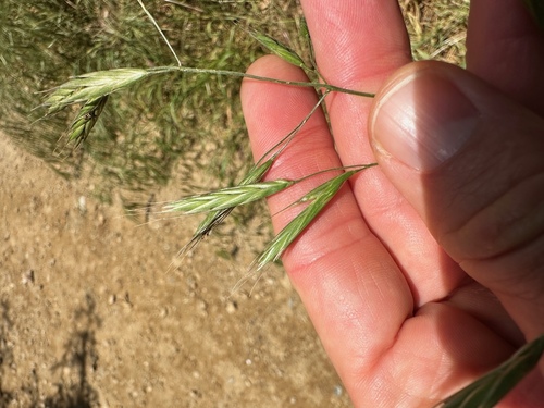 California Brome