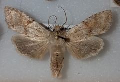 Lithophane bethunei