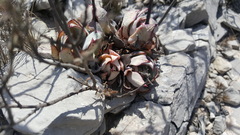 Echeveria strictiflora