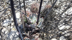 Echeveria strictiflora