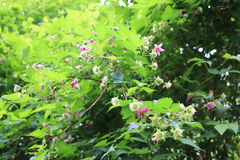 Rubus spectabilis