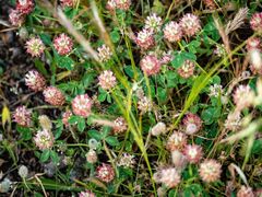 Trifolium argutum