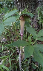 Arisaema serratum