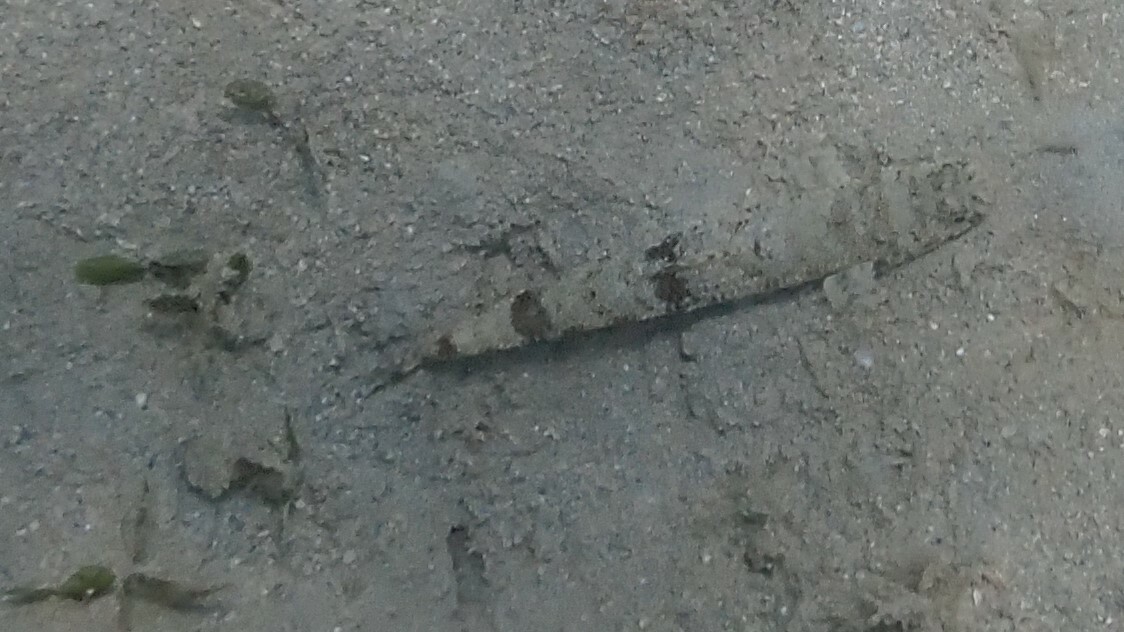 細蛇鯔 (細斑狗母) Saurida gracilis