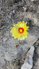 Astrophytum capricorne