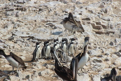 Spheniscus humboldti