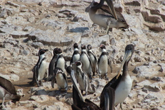 Spheniscus humboldti