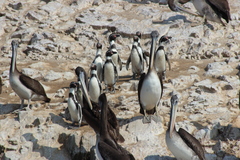 Spheniscus humboldti