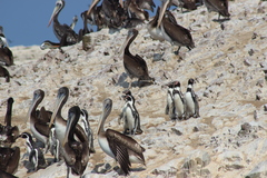 Spheniscus humboldti