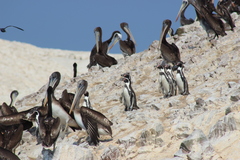 Spheniscus humboldti