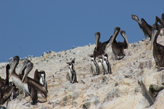 Spheniscus humboldti