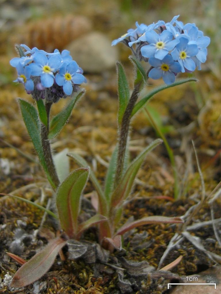 Myosotis Asiatica Inaturalist Ecuador