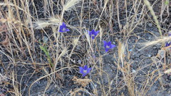 Brodiaea terrestris kernensis