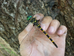 Epophthalmia frontalis