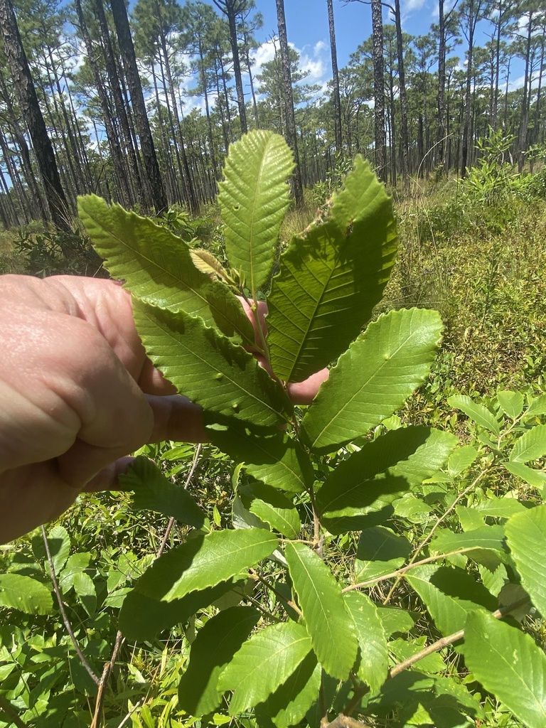 Allegheny Chinquapin from Croatan National Forest, Newport, NC, US on ...