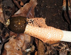 Phallus cinnabarinus