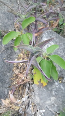 Tradescantia brevifolia