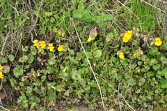 Erythranthe microphylla