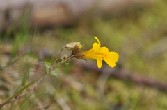 Erythranthe microphylla