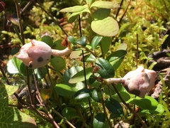 Exobasidium vaccinii