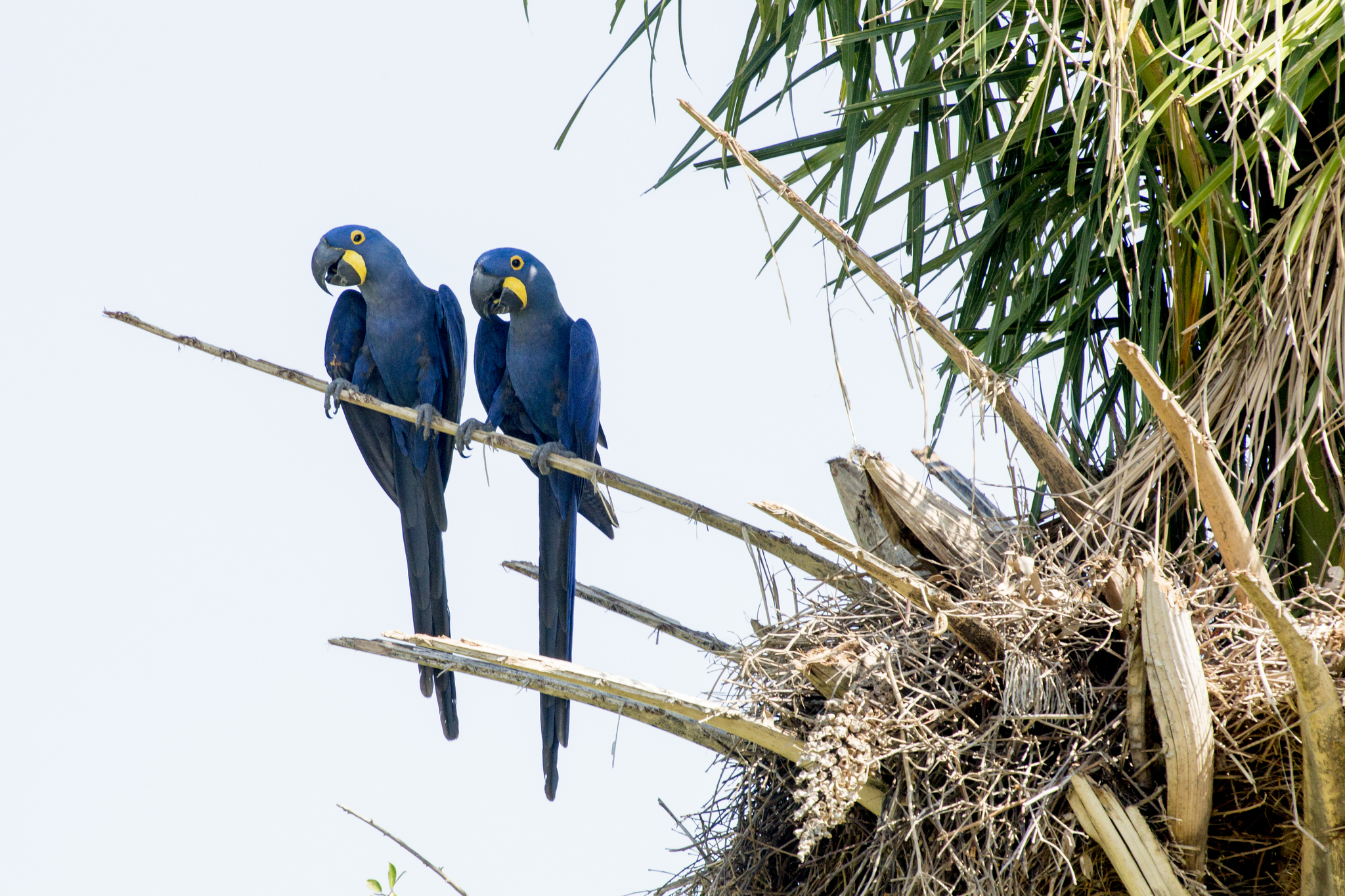 Hyacinth Macaw illustration