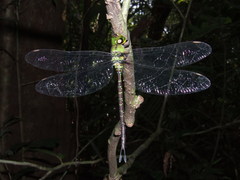 Gynacantha basiguttata